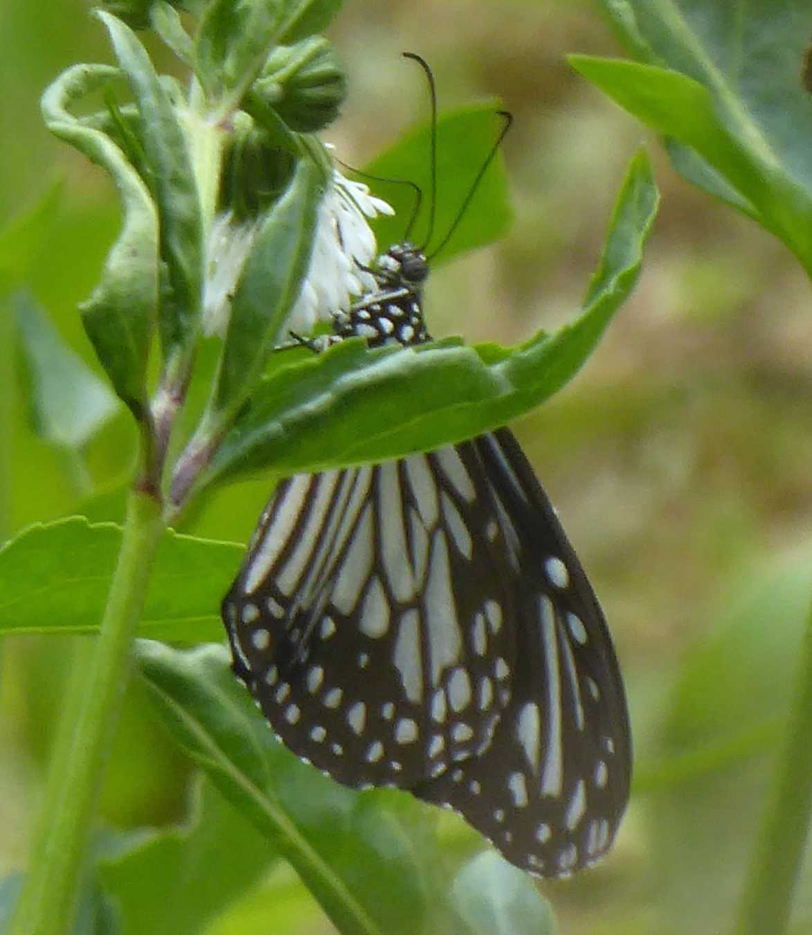 Parantica aglea maghaba Parantica aglea maghaba